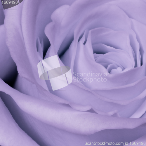 Image of violet rose close up
