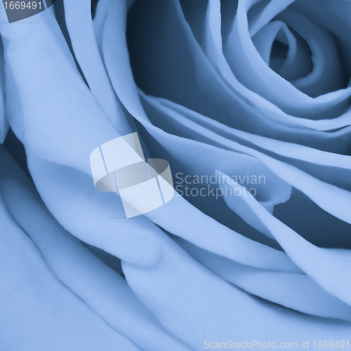 Image of blue rose close up