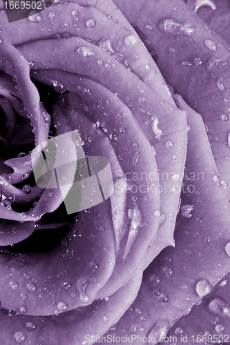 Image of violet rose