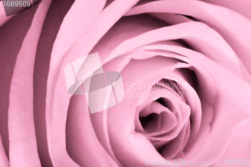 Image of pink rose close up