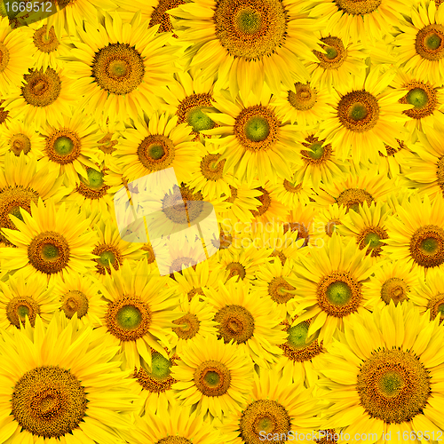 Image of sunflower background