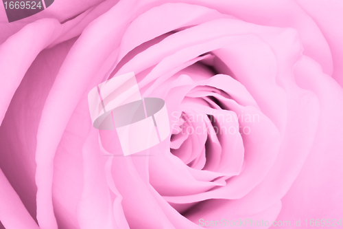 Image of pink rose close up