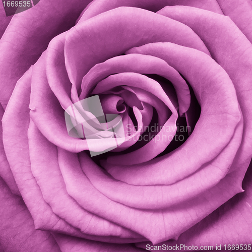 Image of pink rose