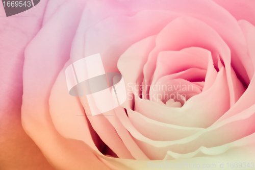 Image of multicolor rose