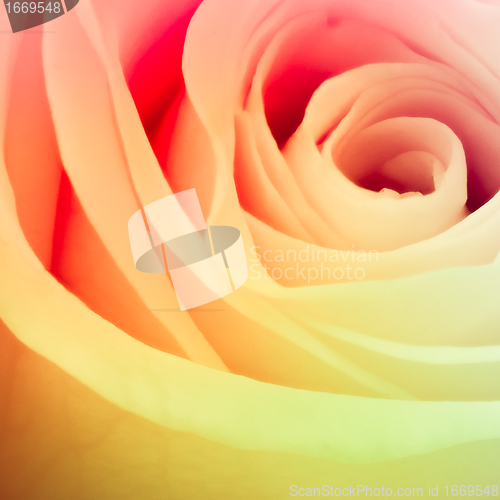 Image of multicolor rose