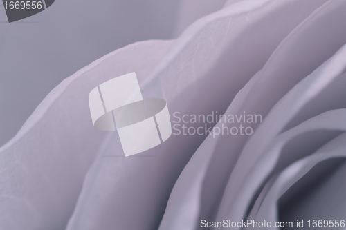 Image of rose macro