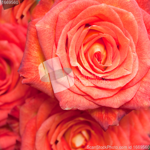 Image of rose bouquet