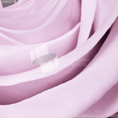Image of violet rose close up