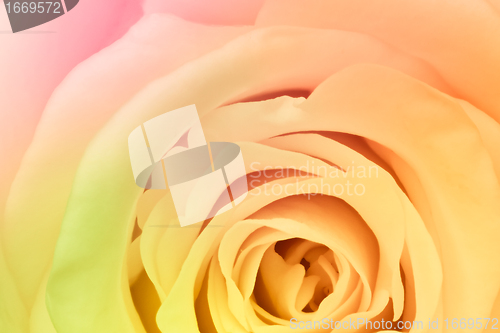 Image of multicolor rose