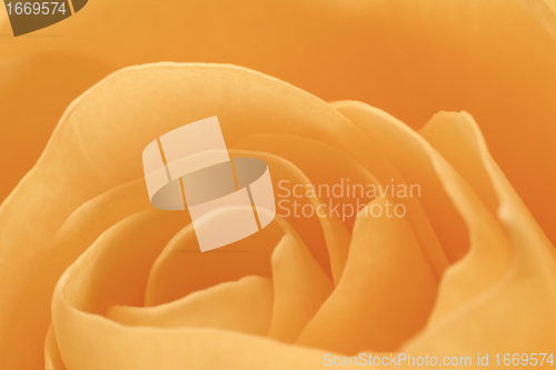 Image of orange rose macro