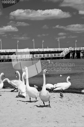 Image of birds at pier