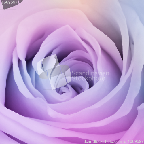 Image of multicolor rose