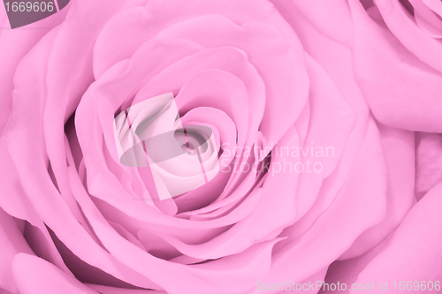Image of pink rose close up