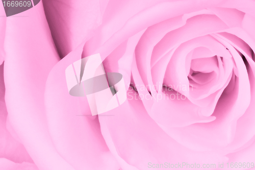 Image of pink rose close up