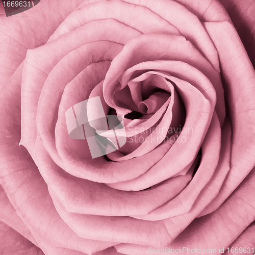 Image of pink rose