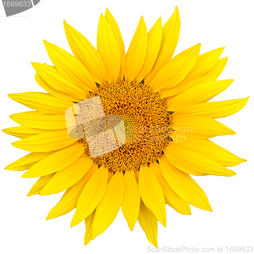 Image of sunflower