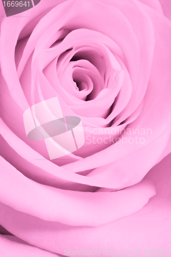 Image of pink rose close up
