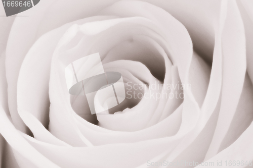 Image of white rose close up