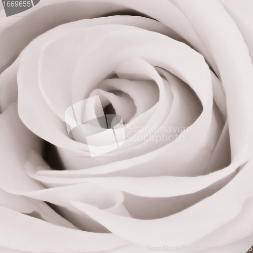 Image of white rose close up