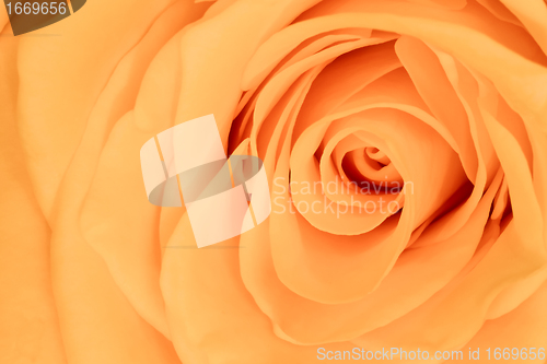 Image of orange rose close up