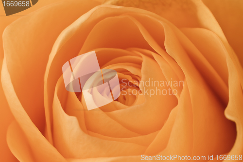 Image of orange rose macro