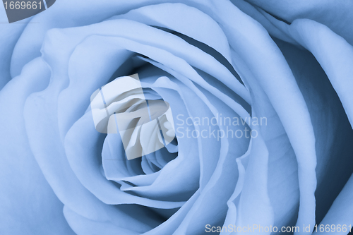 Image of blue rose close up