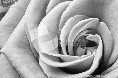 Image of white rose