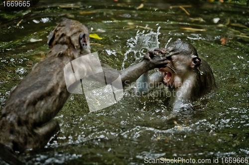 Image of Monkey (Macaca fascicularis)