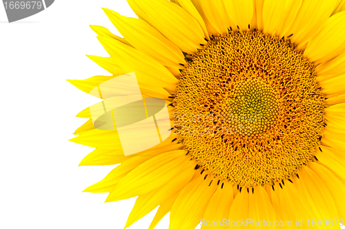 Image of sunflower