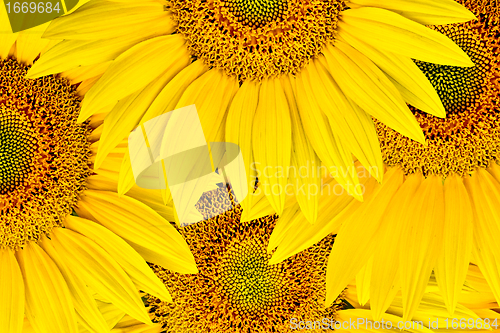 Image of sunflower background