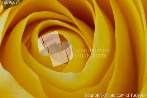 Image of yellow rose macro