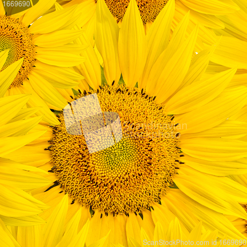 Image of background made of beautiful sunflowers