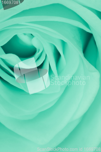 Image of green rose close up