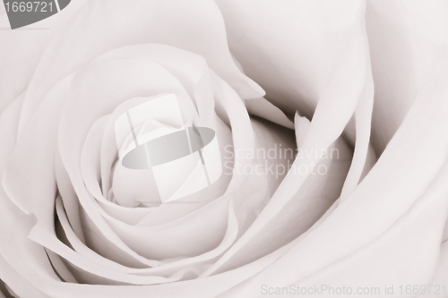 Image of white rose close up