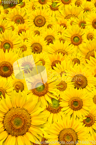 Image of sunflower background