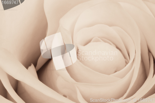 Image of white rose close up