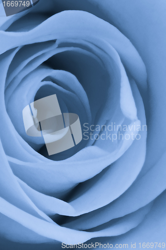 Image of blue rose close up