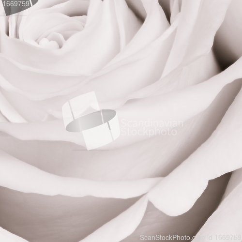 Image of white rose close up