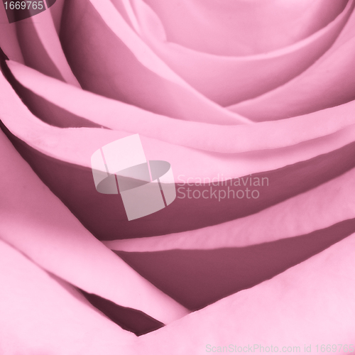 Image of pink rose close up