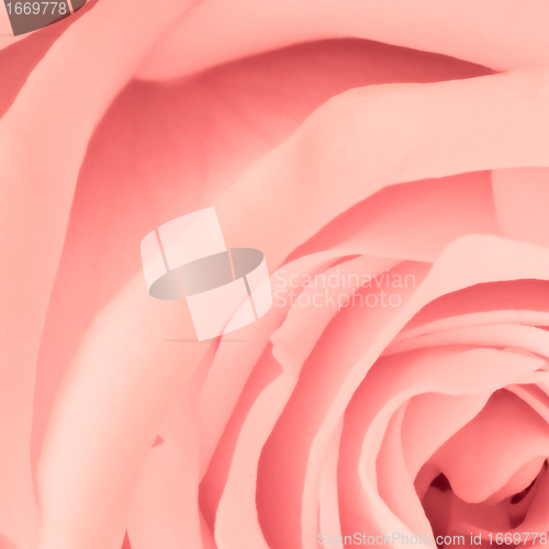 Image of pink rose close up