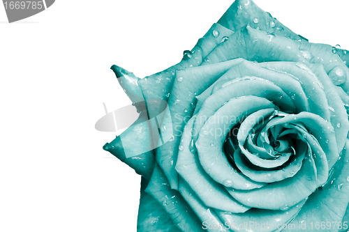 Image of rose petals