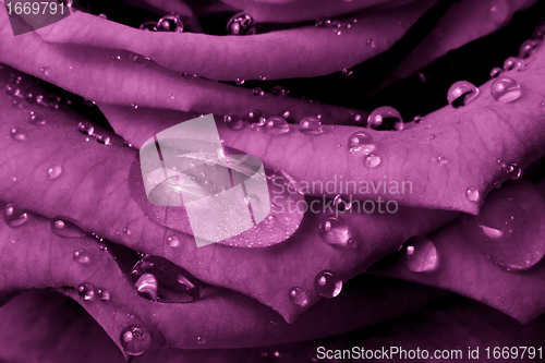 Image of pink rose