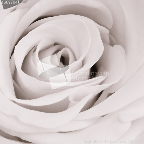 Image of white rose close up