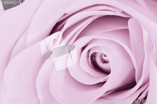 Image of violet rose close up