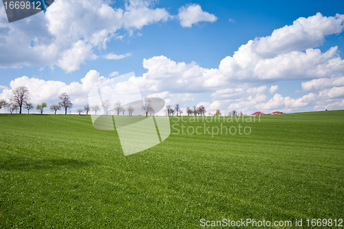 Image of green field