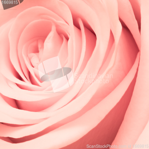 Image of pink rose close up