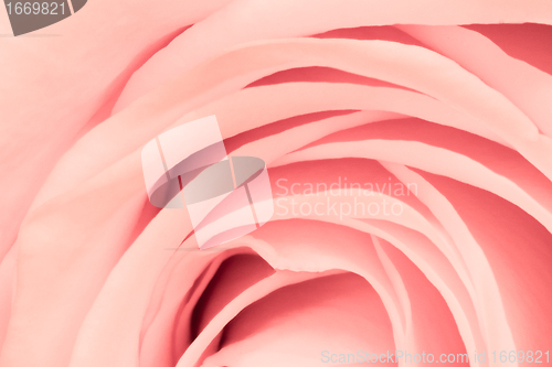 Image of pink rose close up