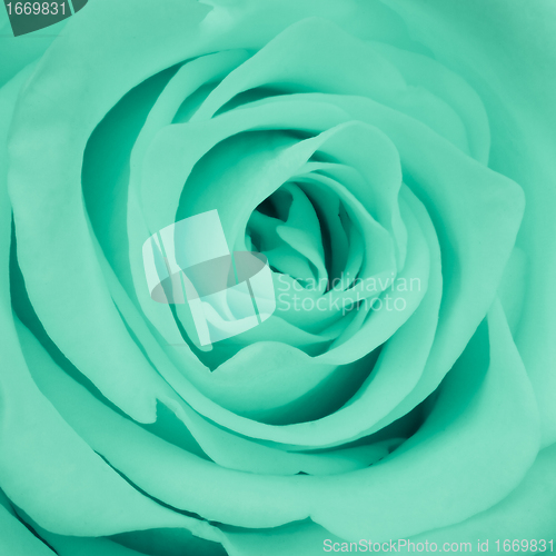 Image of green rose close up