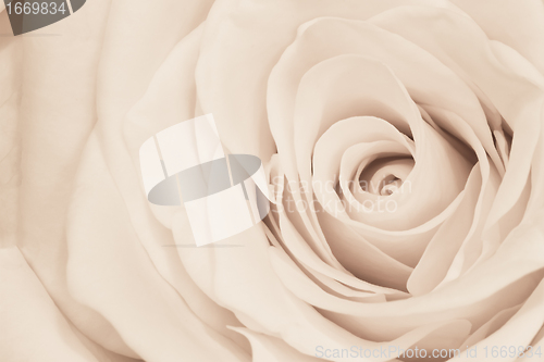 Image of white rose close up