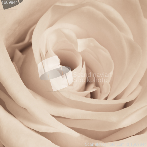 Image of white rose close up